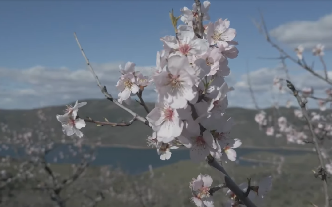 O Espetáculo das Amendoeiras em Flor: A “Neve” do Douro Superior