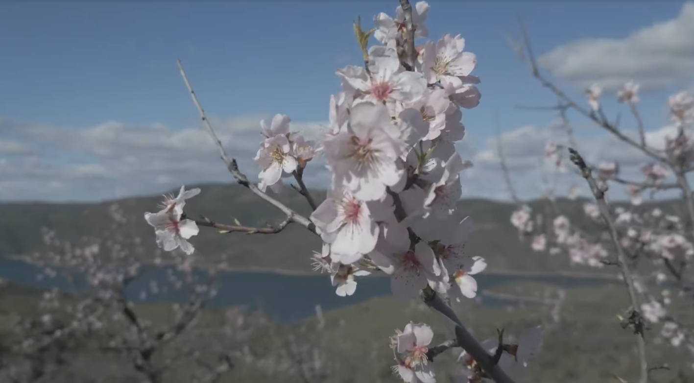 Paisagem de amendoeiras em flor em Torre de Moncorvo